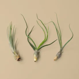 3 Large Tillandsia Air Plant Variety Pack